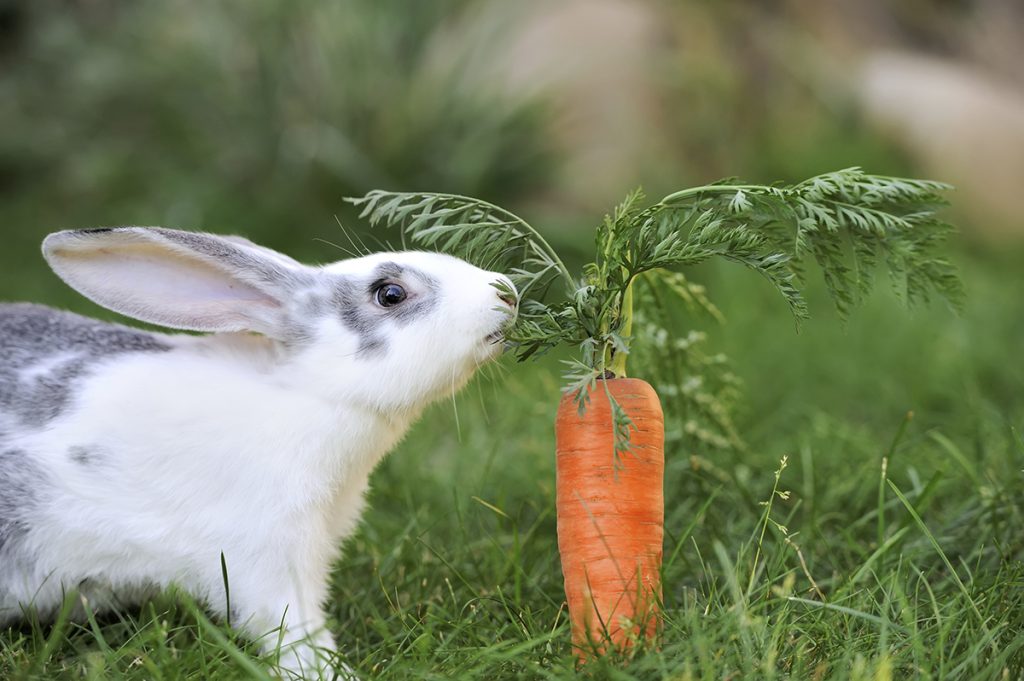 What Foods Do Rabbits Eat?