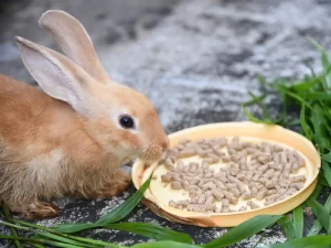 What Foods Do Rabbits Eat?
