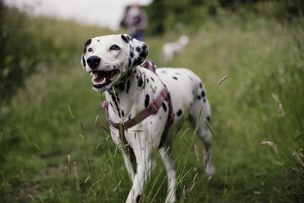 What Is the Best Way to Train a Deaf Dog? Recall or Come When You're Called