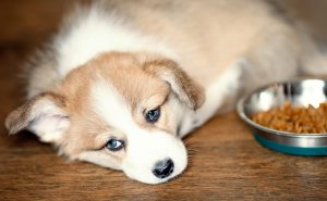What Should You Do If Your Dog Is a Picky Eater?