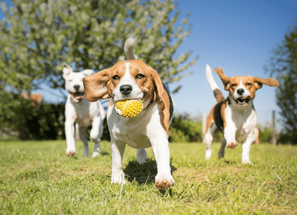 What You Need to Know Before Visiting the Dog Park