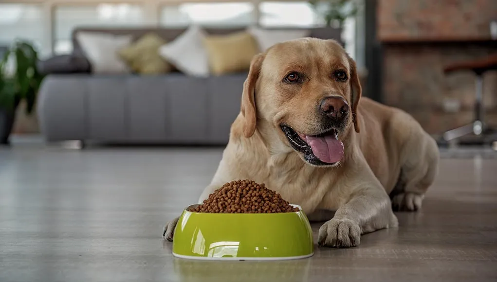 What's the Big Deal About Freeze-Dried Dog Food?