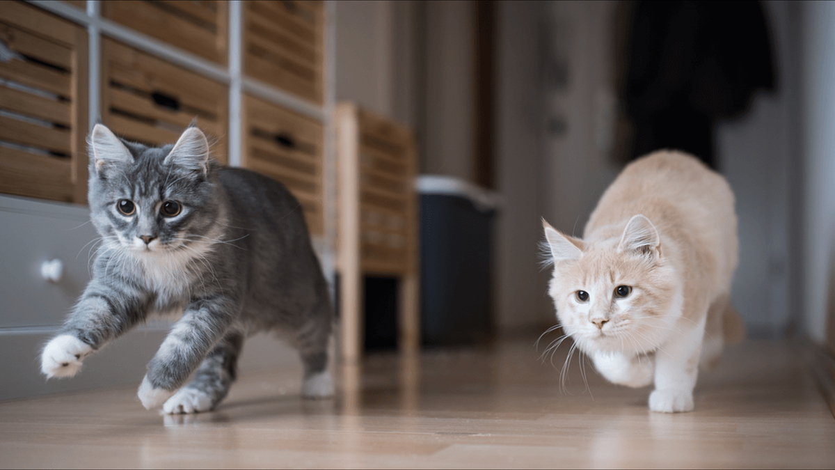 A Cat's Frantic Runs Around the House: Everything You Need to Know