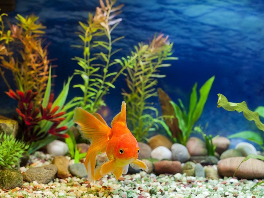 Goldfish: 5 Common Misconceptions