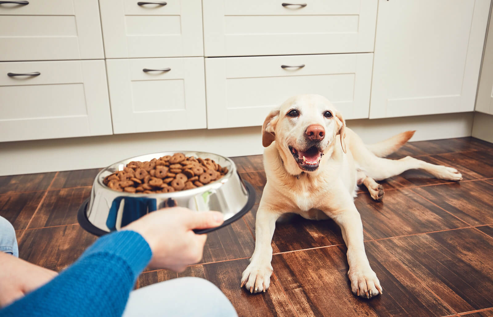 Grain-Free Dog Food: Beneficial or Dangerous?
