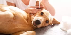 How to Take Care of Your Dog's Ears