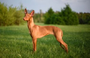 6 Highly Active Egyptian Dogs That Will Keep You on Your Toes