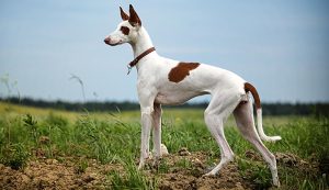 6 Highly Active Egyptian Dogs That Will Keep You on Your Toes