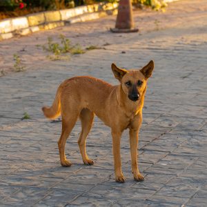 6 Highly Active Egyptian Dogs That Will Keep You on Your Toes