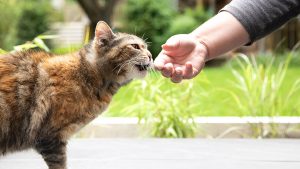 7 Essential Cat Training Techniques Your Cat Can Actually Learn