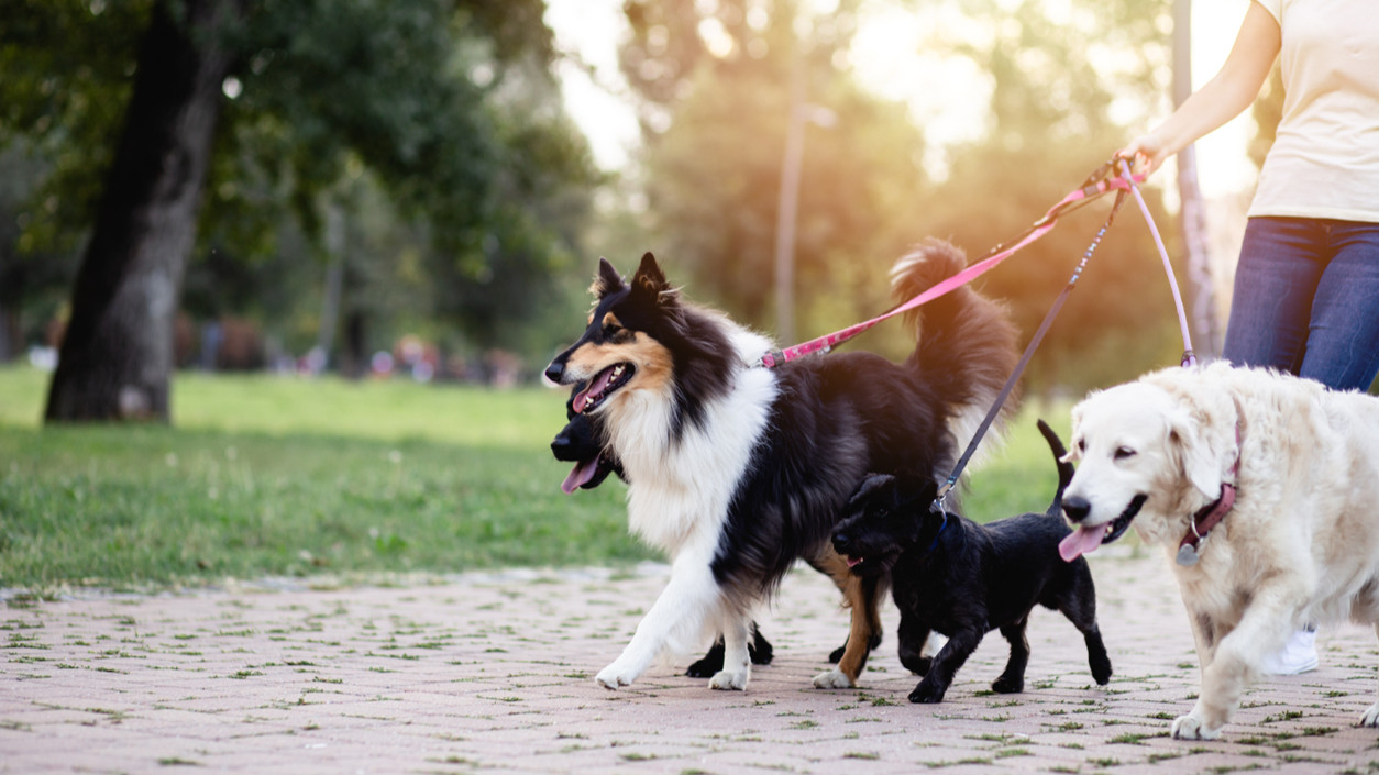 6 Pointers for Finding a Reliable Pet Sitter