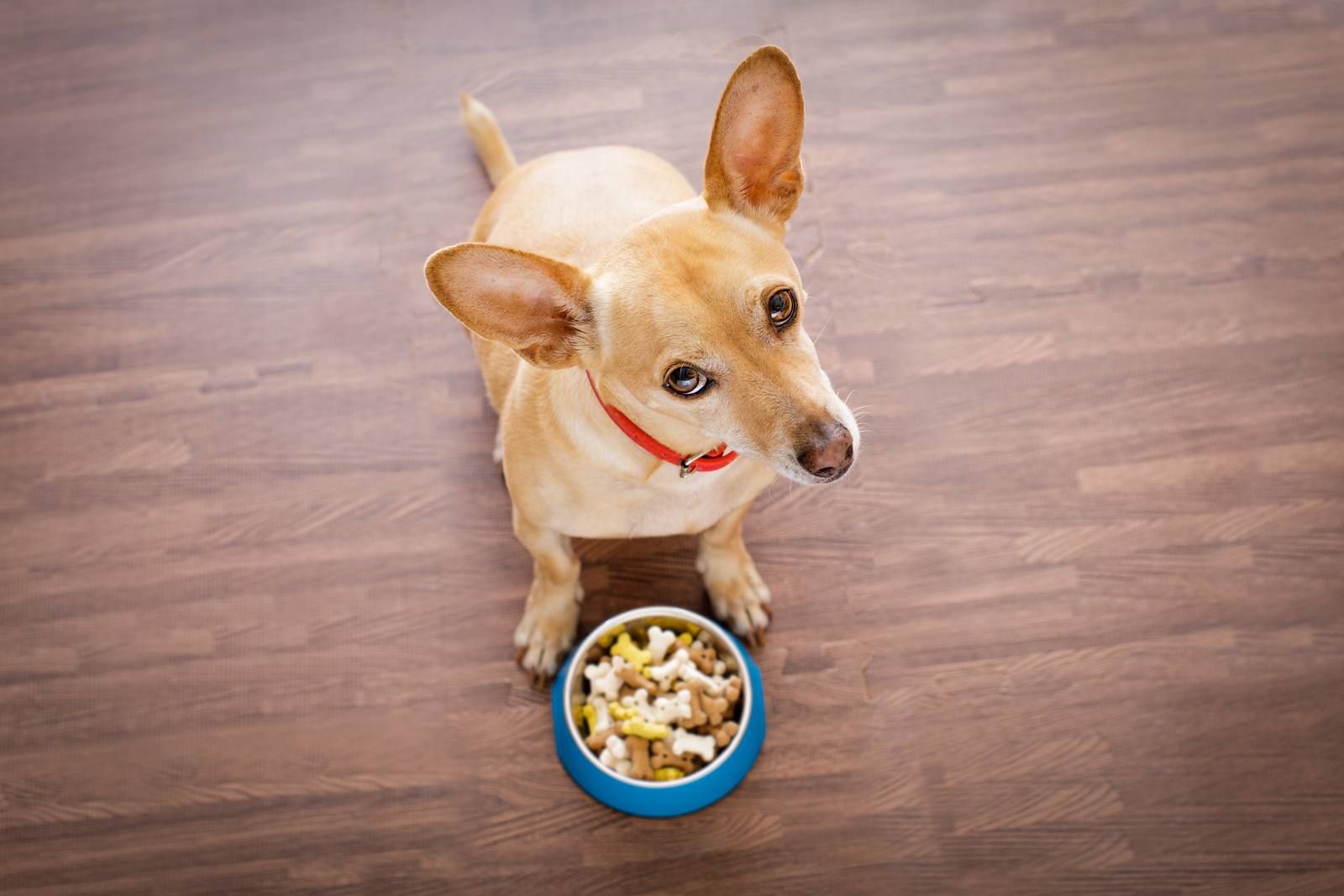 A Guide to Your Pet's Food Intolerances