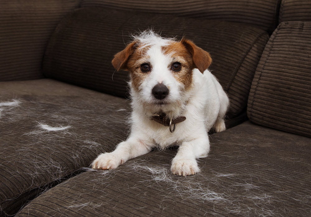 How to Remove Dog Hair from Home
