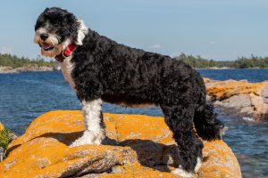These 10 Dog Breeds Would Absolutely Win Gold At The Olympics