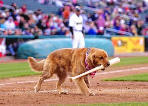 These 10 Dog Breeds Would Absolutely Win Gold At The Olympics