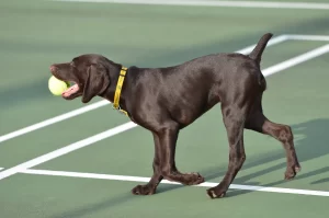 These 10 Dog Breeds Would Absolutely Win Gold At The Olympics
