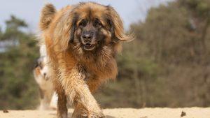 These 10 Dog Breeds Would Absolutely Win Gold At The Olympics