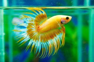 Top 13 Beautiful Betta Fish Types Classified by Their Tails