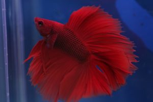 Top 13 Beautiful Betta Fish Types Classified by Their Tails