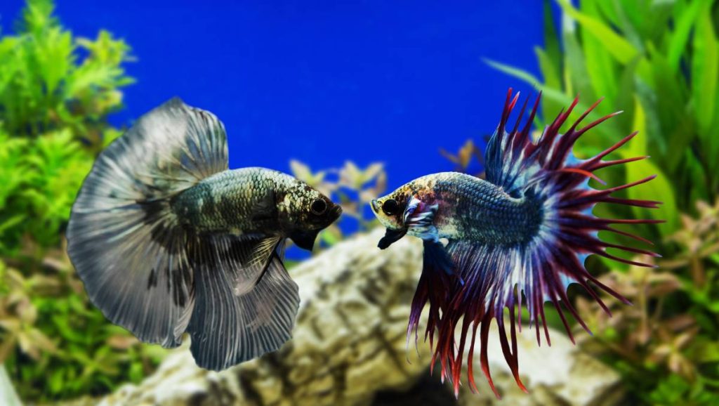 Top 13 Beautiful Betta Fish Types Classified by Their Tails