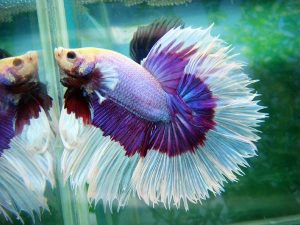 Top 13 Beautiful Betta Fish Types Classified by Their Tails