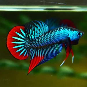 Top 13 Beautiful Betta Fish Types Classified by Their Tails