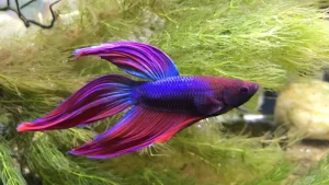 Top 13 Beautiful Betta Fish Types Classified by Their Tails