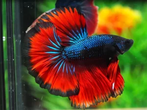 Top 13 Beautiful Betta Fish Types Classified by Their Tails