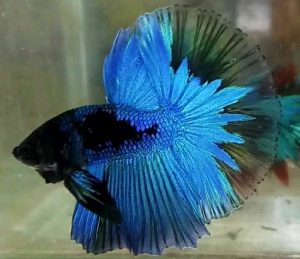 Top 13 Beautiful Betta Fish Types Classified by Their Tails