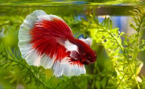 Top 13 Beautiful Betta Fish Types Classified by Their Tails