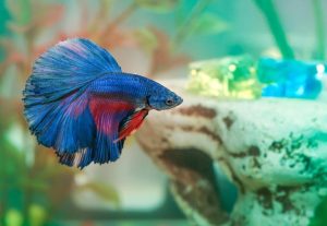 Top 13 Beautiful Betta Fish Types Classified by Their Tails