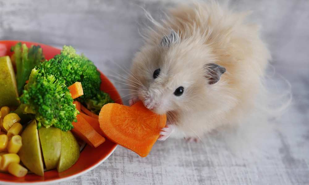 What Can Hamsters Eat? - Advice from Pet Professionals