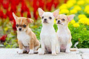 4 Dog Breeds That Live the Longest