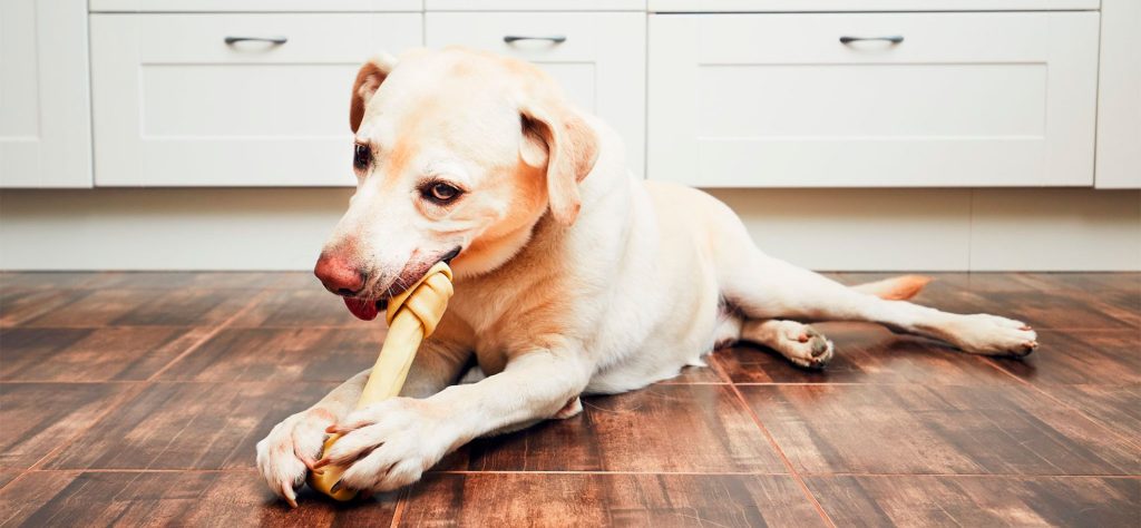 Can Dogs Consume Rib Bones? - Advice from Veterinarians