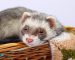 15 Easy Steps to Ferret Proofing a Room
