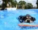 Do You Want to Try Dock Diving With Your Dog? Here's How You Can Begin
