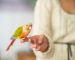 The Fundamentals of Bird Ownership