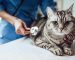 The Fundamentals of Monitoring Pet Wellness