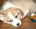 What Should You Do If Your Dog Is a Picky Eater?